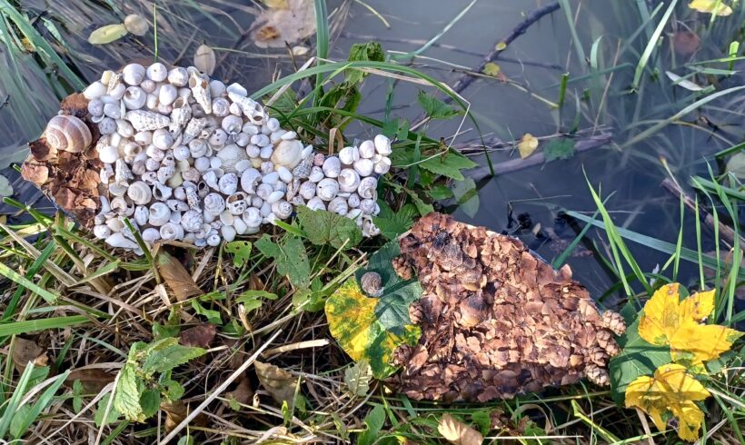 Postani Donavski umetnik 2025 – predstavitvena spletna delavnica