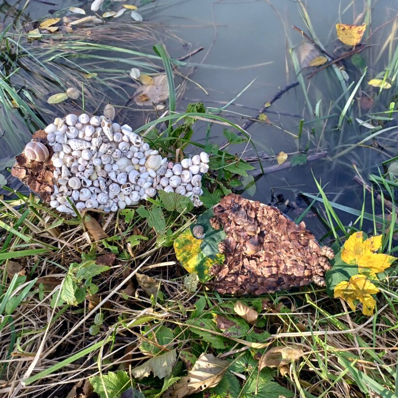 Postani Donavski umetnik 2025 – predstavitvena spletna delavnica