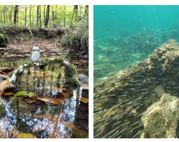 Uspehi mladih umetnikov na mednarodnem delu natečaja DAM 2025