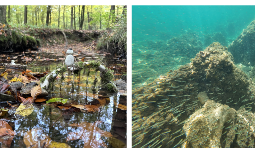 Uspehi mladih umetnikov na mednarodnem delu natečaja DAM 2025 Uspehi mladih umetnikov na mednarodnem delu natečaja DAM 2025